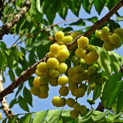 10 Indian Gooseberry Seeds - Seed World