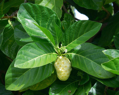 10 Indian Mulberry Noni Morinda Citrifolia Seeds - Seed World