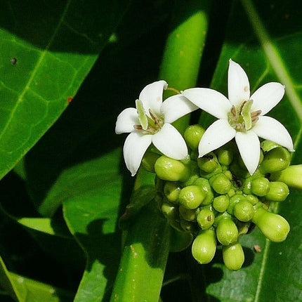10 Indian Mulberry Noni Morinda Citrifolia Seeds - Seed World