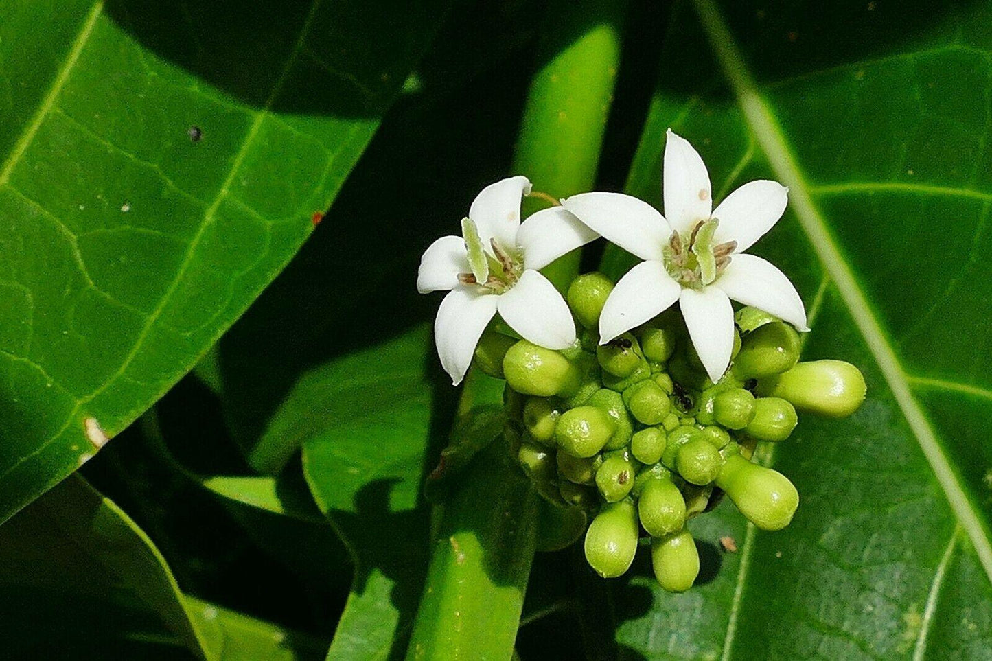 10 Indian Mulberry Noni Morinda Citrifolia Seeds - Seed World
