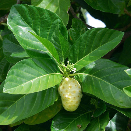 10 Indian Mulberry Noni Morinda Citrifolia Seeds - Seed World