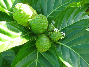 10 Indian Mulberry Noni Morinda Citrifolia Seeds - Seed World