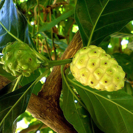 10 Indian Mulberry Noni Morinda Citrifolia Seeds - Seed World