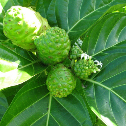 10 Indian Mulberry Noni Morinda Citrifolia Seeds - Seed World