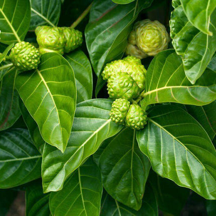 10 Indian Mulberry Noni Morinda Citrifolia Seeds - Seed World