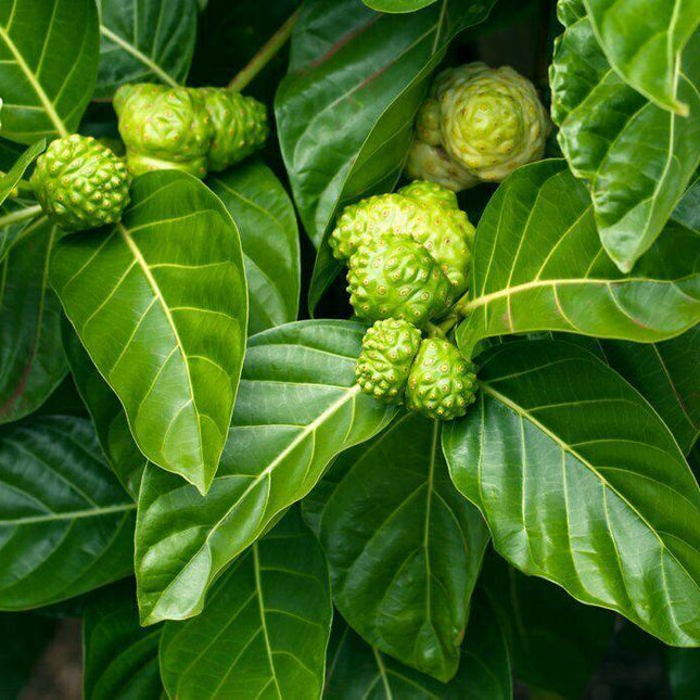 10 Indian Mulberry Noni Morinda Citrifolia Seeds - Seed World