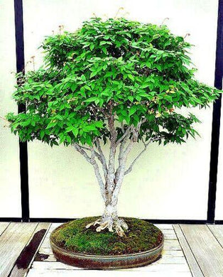 10 Japanese Grey Bark Elm (Zelkova serrata) Tree Seeds - Seed World