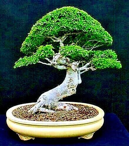 10 Japanese Grey Bark Elm (Zelkova serrata) Tree Seeds - Seed World