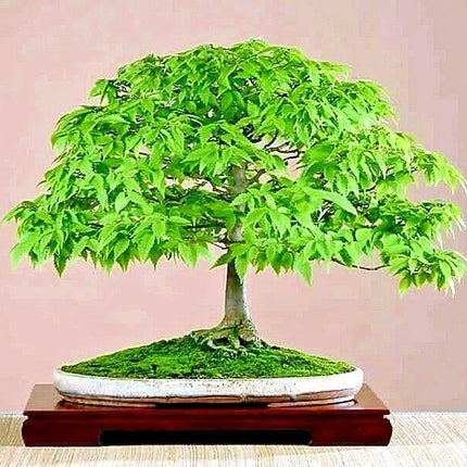 10 Japanese Grey Bark Elm (Zelkova serrata) Tree Seeds - Seed World