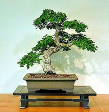 10 Japanese Grey Bark Elm (Zelkova serrata) Tree Seeds - Seed World