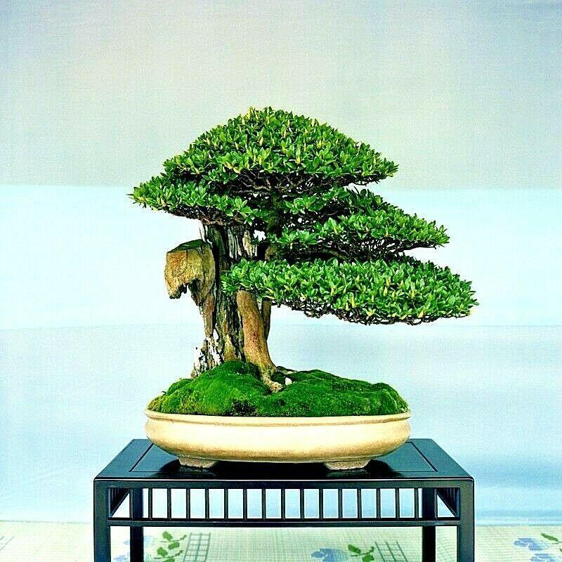 10 Japanese Grey Bark Elm (Zelkova serrata) Tree Seeds - Seed World