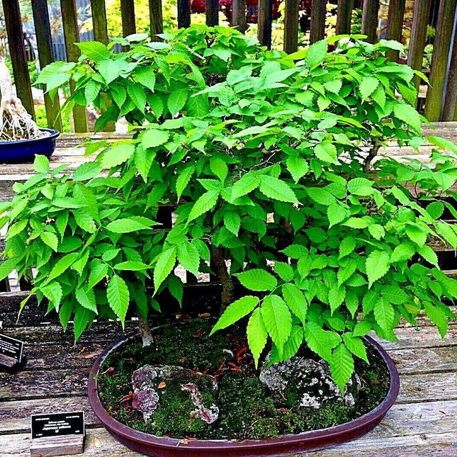 10 Japanese Grey Bark Elm (Zelkova serrata) Tree Seeds - Seed World