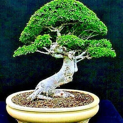 10 Japanese Grey Bark Elm (Zelkova serrata) Tree Seeds - Seed World