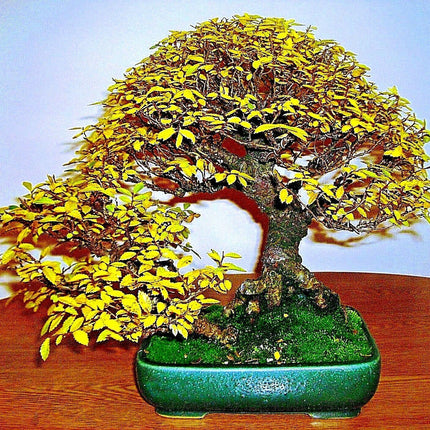 10 Japanese Grey Bark Elm (Zelkova serrata) Tree Seeds - Seed World
