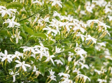 10 Jasmine bonsai Jasminum sambac flower white Jasmine - Seed World