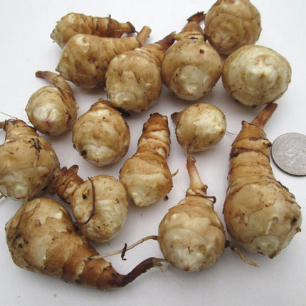 10 Jerusalem Artichoke Tubers for planting - Seed World