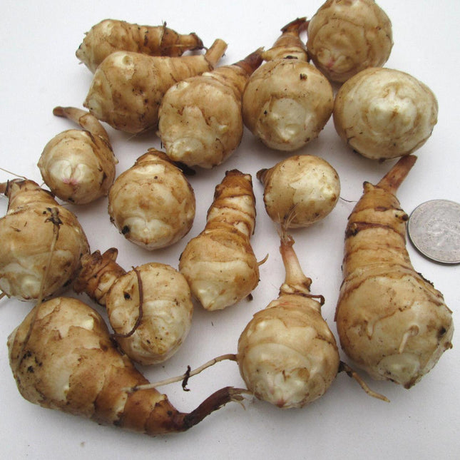 10 Jerusalem Artichoke Tubers for planting - Seed World