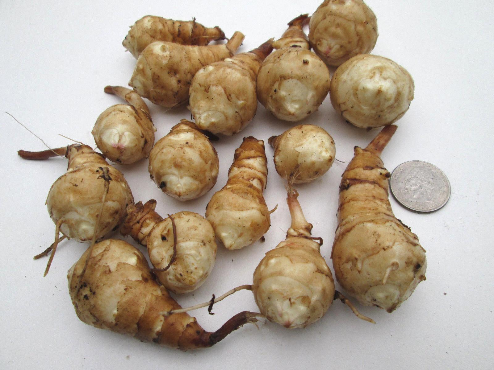 10 Jerusalem Artichoke Tubers for planting - Seed World