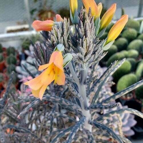 10 Kalanchoe Tubiflora Seeds - Seed World