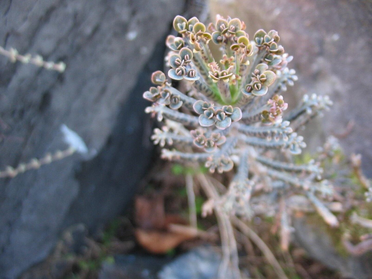 10 Kalanchoe Tubiflora Seeds - Seed World