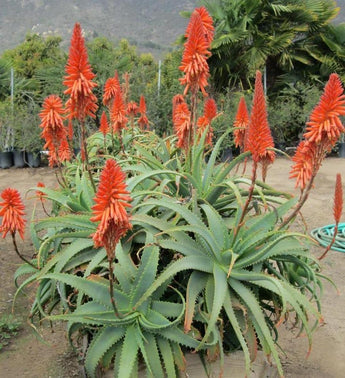 10 Krantz Aloe Seeds - Seed World
