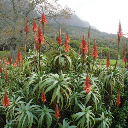 10 Krantz Aloe Seeds - Seed World