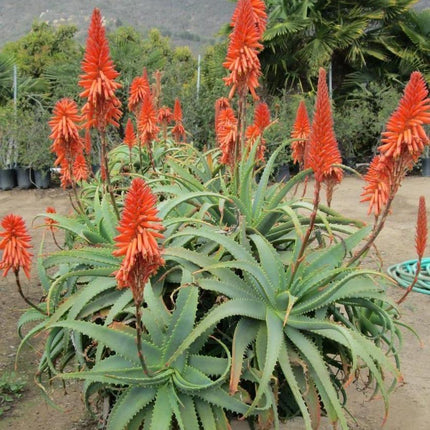 10 Krantz Aloe Seeds - Seed World
