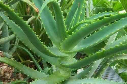 10 Krantz Aloe Seeds - Seed World