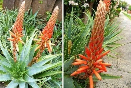 10 Krantz Aloe Seeds - Seed World