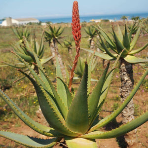 10 Krantz Aloe Seeds - Seed World