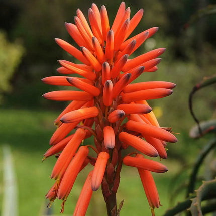 10 Krantz Aloe Seeds - Seed World