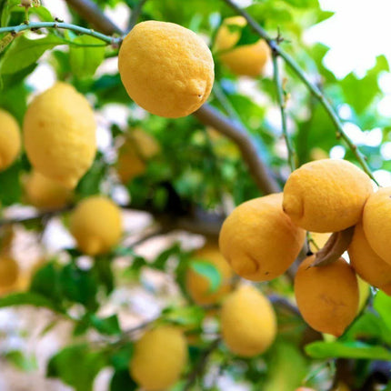 10 Lemon Tree Seeds - Seed World