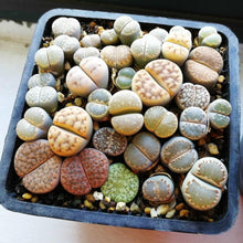 10 Lithops Living Stones Rare Succulents - Seed World
