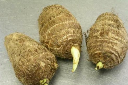 10 LIVE Colocasia Esculenta Elephant Ear - Seed World