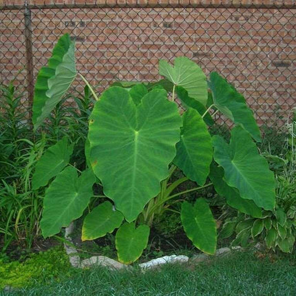 10 LIVE Colocasia Esculenta Elephant Ear - Seed World