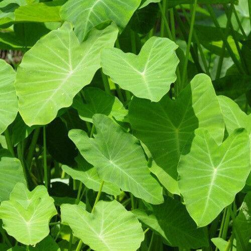 10 LIVE Colocasia Esculenta Elephant Ear - Seed World
