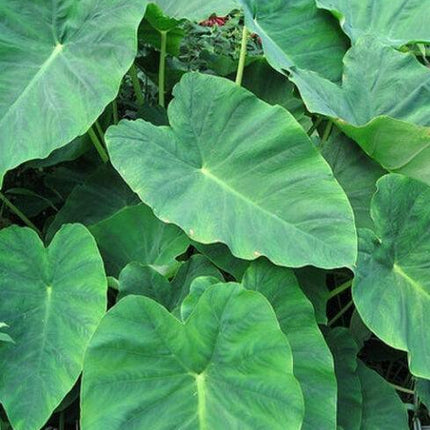 10 LIVE Colocasia Esculenta Elephant Ear - Seed World