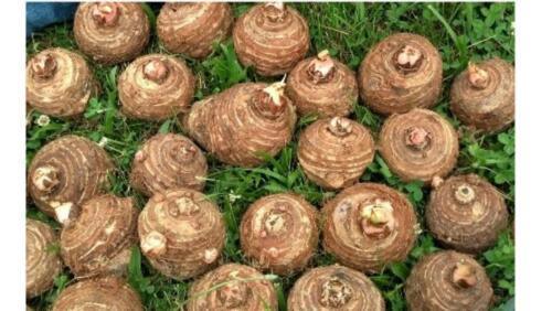 10 LIVE Colocasia Esculenta Elephant Ear - Seed World