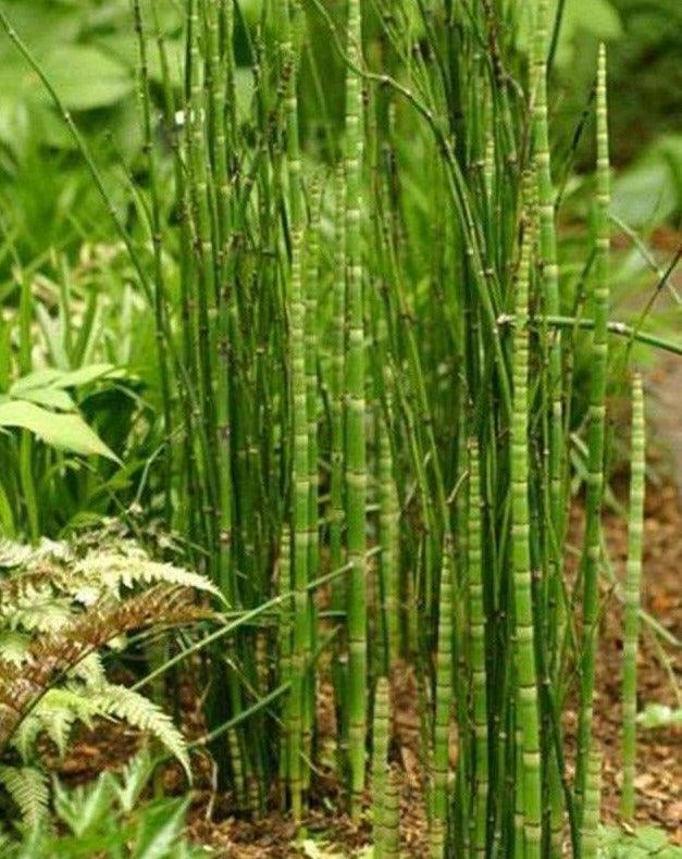 10 Horsetail Equisetum Hyemale - Live Plants - Seed World