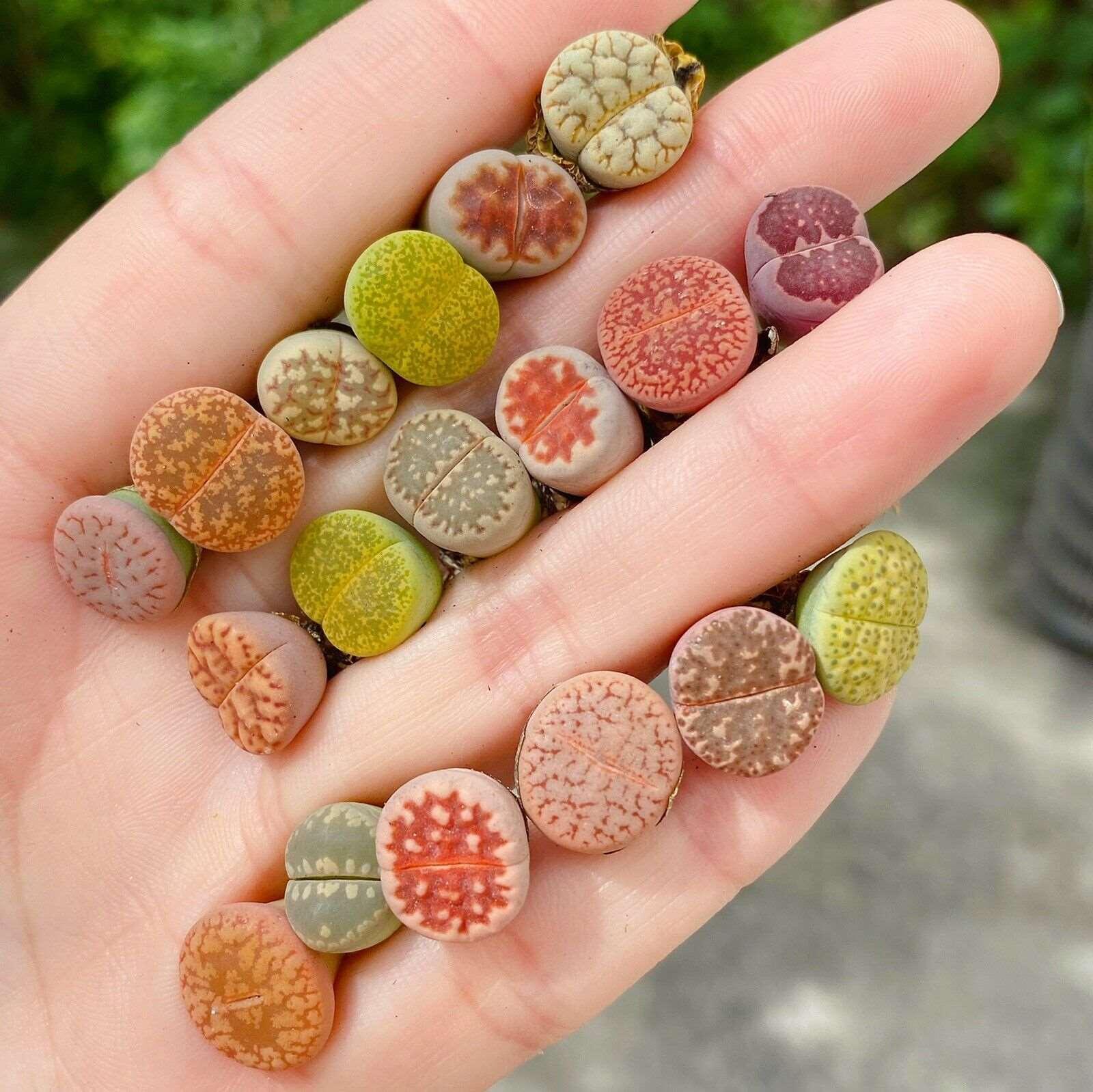 succulents that look like stones 10 LIVE Lithops Living Stones Rare Succulents – Seed World