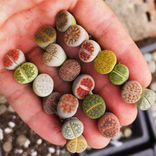 10 LIVE Lithops Living Stones Rare Succulents - Seed World