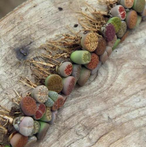 10 LIVE Lithops Living Stones Rare Succulents  Seed World
