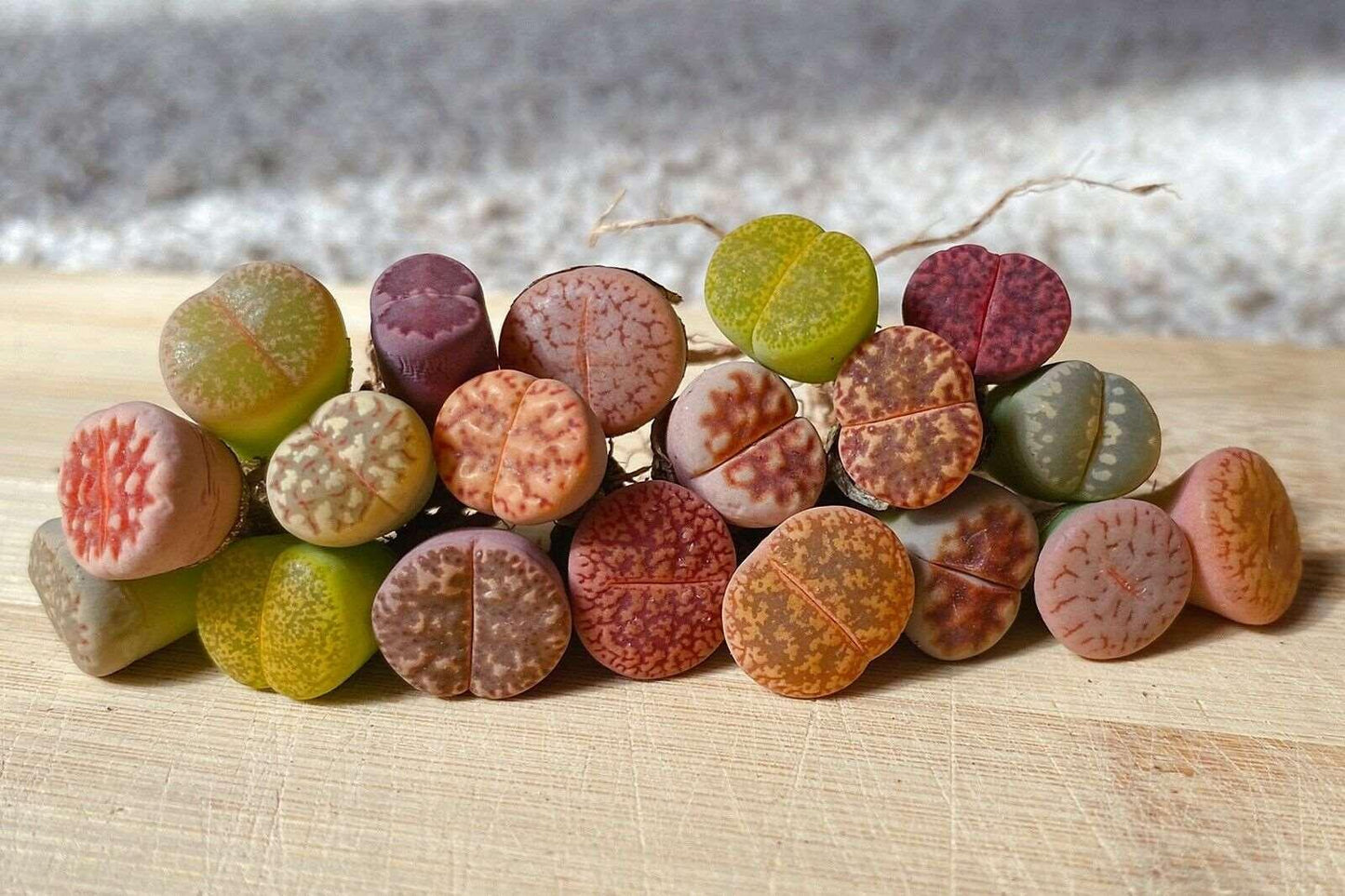 10 LIVE Lithops Living Stones Rare Succulents - Seed World