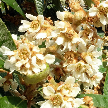 10 Loquat Tree Seeds - Seed World
