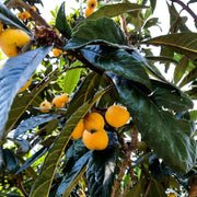 10 Loquat Tree Seeds - Seed World