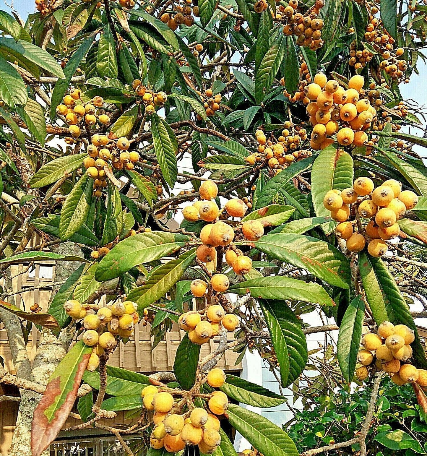 10 Loquat Tree Seeds - Seed World
