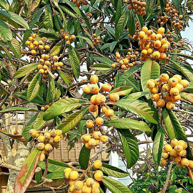 10 Loquat Tree Seeds - Seed World