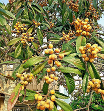 10 Loquat Tree Seeds - Seed World