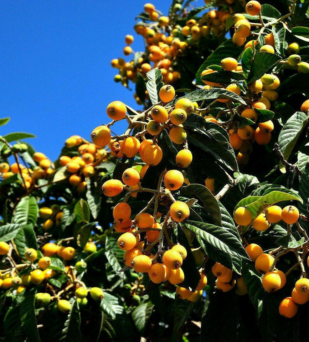 10 Loquat Tree Seeds - Seed World