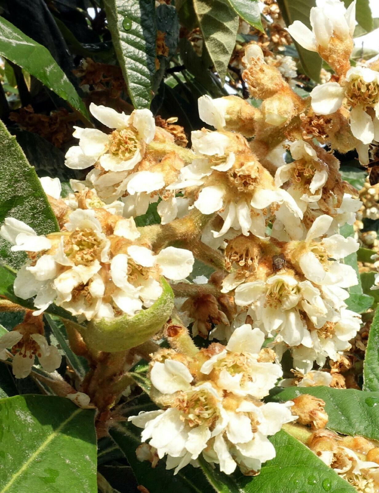 10 Loquat Tree Seeds - Seed World